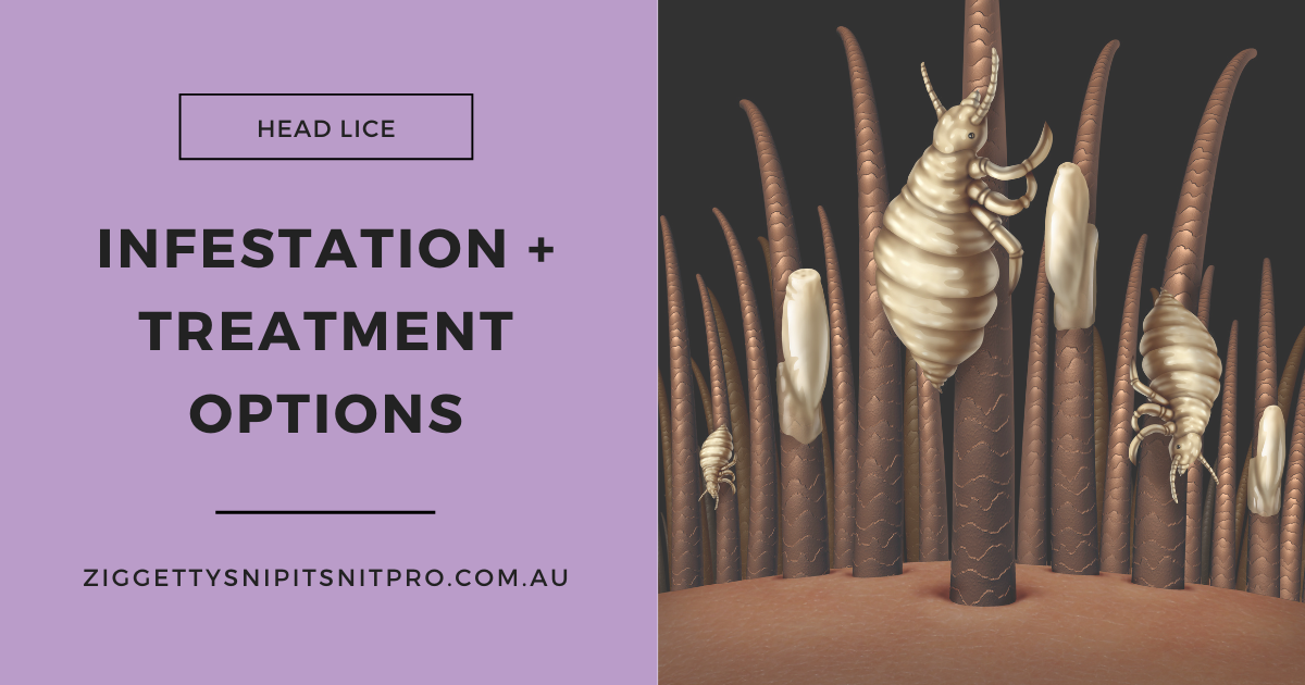 Head Lice Infestations And Treatment Seven News Coverage Ziggetty